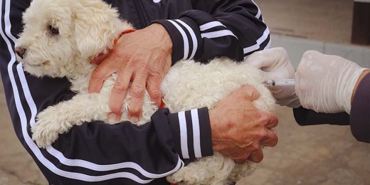 Prefeitura de Pouso Alegre disponibiliza ponto de vacinação antirrábica para quem perdeu prazo