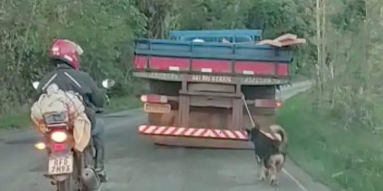 Preso motorista que levou cachorro amarrado em seu caminhão pela rodovia