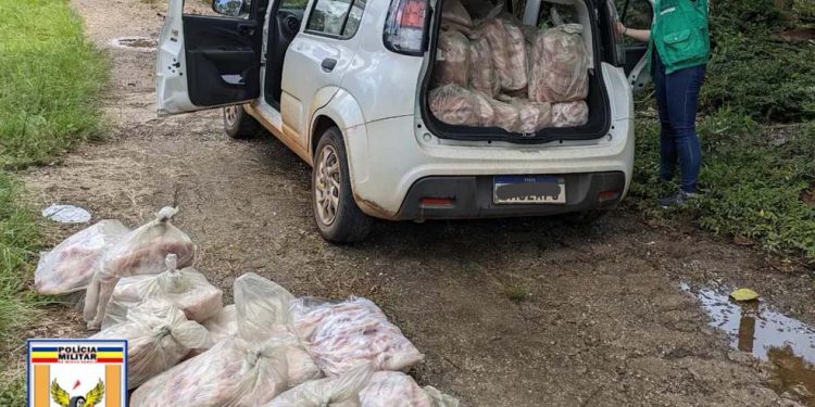 Preso em Pouso Alegre homem que transportava tilápias na MG-179