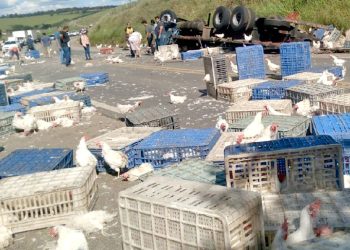 Caminhão carregado de galinhas capota na BR-459 entre Piranguinho e Santa Rita do Sapucaí