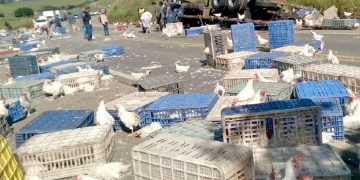 Caminhão carregado de galinhas capota na BR-459 entre Piranguinho e Santa Rita do Sapucaí