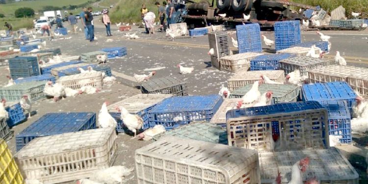 Caminhão carregado de galinhas capota na BR-459 entre Piranguinho e Santa Rita do Sapucaí