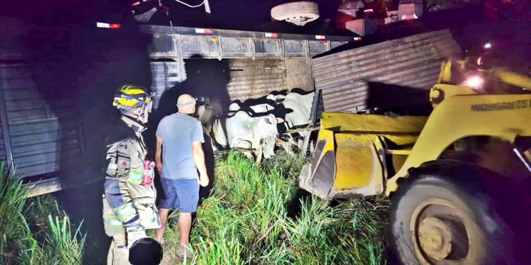 Em Borda da Mata, Carreta que transportava bois capota na MG-290, MG