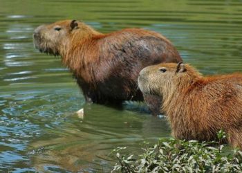 Nove casos de febre maculosa em Minas, com duas mortes exigem atenção