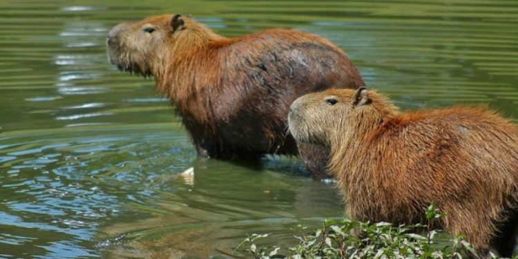 Nove casos de febre maculosa em Minas, com duas mortes exigem atenção