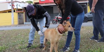 Em Pouso Alegre saiba os locais do 4º sábado de vacinação antirrábica para cães e gatos