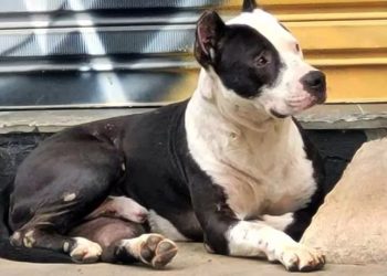 Em Pouso Alegre Pitbull é Eutanasiado Desencadeando Revolta nas Redes Sociais