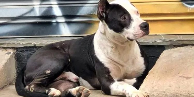 Em Pouso Alegre Pitbull é Eutanasiado Desencadeando Revolta nas Redes Sociais