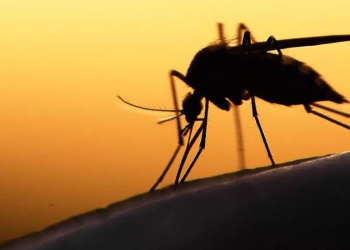 Mosquito da dengue pode picar por cima da roupa