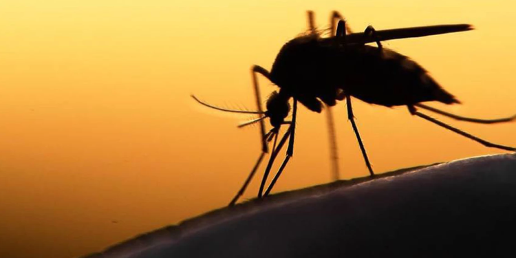 Mosquito da dengue pode picar por cima da roupa