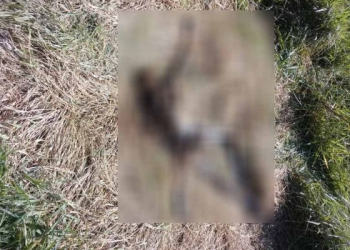 Em Pouso Alegre corpo em decomposição é encontrado em área de bairro rural