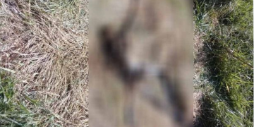 Em Pouso Alegre corpo em decomposição é encontrado em área de bairro rural