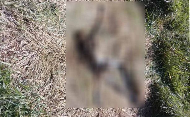 Em Pouso Alegre corpo em decomposição é encontrado em área de bairro rural