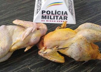 Frangos roubados em sítio, preparados para o almoço dá cadeia em Eloí Mendes