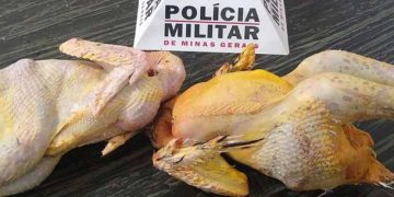 Frangos roubados em sítio, preparados para o almoço dá cadeia em Eloí Mendes