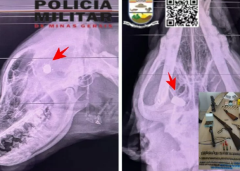 Militar é preso em Pouso Alegre por atirar e matar uma cadela