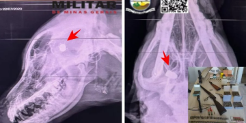 Militar é preso em Pouso Alegre por atirar e matar uma cadela