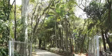 Mulher é estuprada em parque por um homem que foge nu após o ato