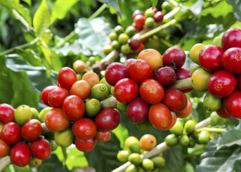 Café em alta: novo recorde em exportação sinaliza que mundo abraça cada vez mais os grãos de Minas