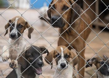 Governo de Minas promove políticas públicas que reforçam combate ao abandono de animais domésticos