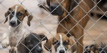 Governo de Minas promove políticas públicas que reforçam combate ao abandono de animais domésticos