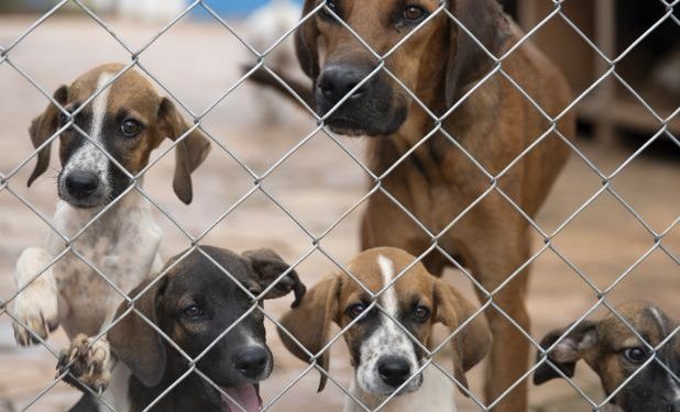 Governo de Minas promove políticas públicas que reforçam combate ao abandono de animais domésticos