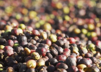 Minas exportou mais café em 2024 do que produziu, contribuindo para o recorde do agro