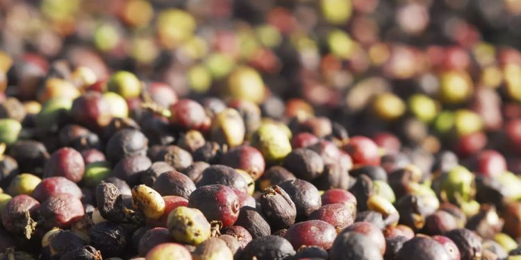 Minas exportou mais café em 2024 do que produziu, contribuindo para o recorde do agro