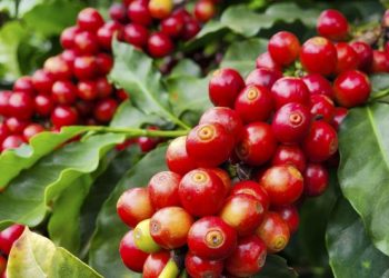 Exportações do agronegócio mineiro alcançam US$ 17,1 bilhões em 2024 e atingem novo recorde