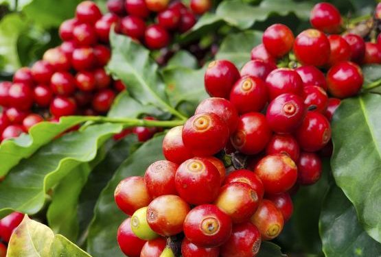Exportações do agronegócio mineiro alcançam US$ 17,1 bilhões em 2024 e atingem novo recorde