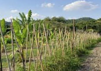 Programa Fomento Agro repassou mais de 35 mil itens para produção agropecuária em Brumadinho, em 2024