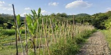 Programa Fomento Agro repassou mais de 35 mil itens para produção agropecuária em Brumadinho, em 2024