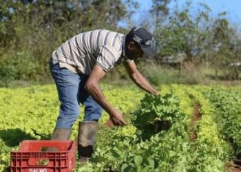 Governo de Minas investe na agricultura familiar transformando a alimentação escolar e a vida de produtores rurais