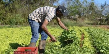 Governo de Minas investe na agricultura familiar transformando a alimentação escolar e a vida de produtores rurais