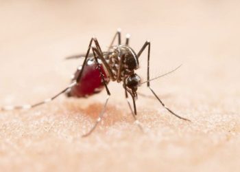 Minas Gerais registra mais de 23 mil casos de dengue em 2025