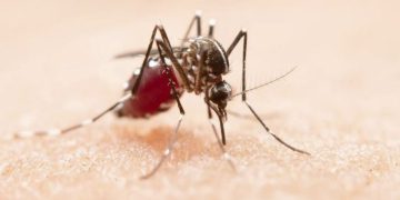 Minas Gerais registra mais de 23 mil casos de dengue em 2025