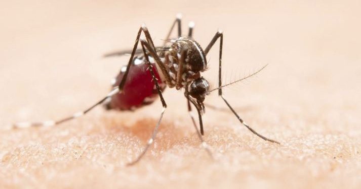 Minas Gerais registra mais de 23 mil casos de dengue em 2025