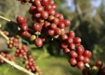 Cafeicultores mineiros terão mais R$ 96 milhões do Funcafé na Safra 2024/2025