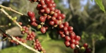 Cafeicultores mineiros terão mais R$ 96 milhões do Funcafé na Safra 2024/2025