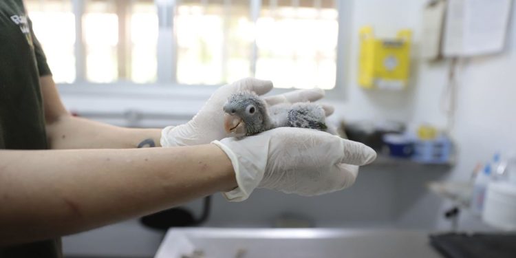 Centros de triagem e reabilitação para atendimento a animais silvestres em MG