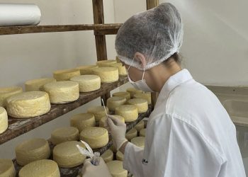 Estudo inédito vai mapear o ‘DNA’ do Queijo Minas Artesanal do Serro