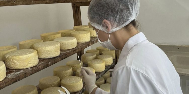 Estudo inédito vai mapear o ‘DNA’ do Queijo Minas Artesanal do Serro