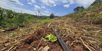 Projeto que cuida da saúde do solo vai abranger 1,8 mil propriedades rurais de Minas Gerais