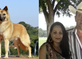 Cachorro baú do expositor Gordo Chave desapareceu em Pouso Alegre