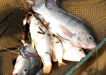 Minas Gerais é o terceiro maior produtor nacional de tilápia