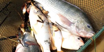 Minas Gerais é o terceiro maior produtor nacional de tilápia