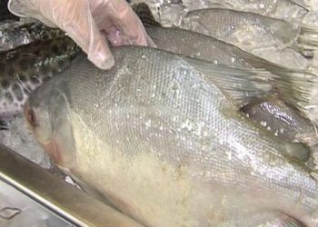 Emater-MG orienta consumidores sobre compra segura de peixes