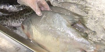 Emater-MG orienta consumidores sobre compra segura de peixes