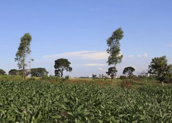 Epamig pesquisa de produção visando a redução de impactos sobre o meio ambiente