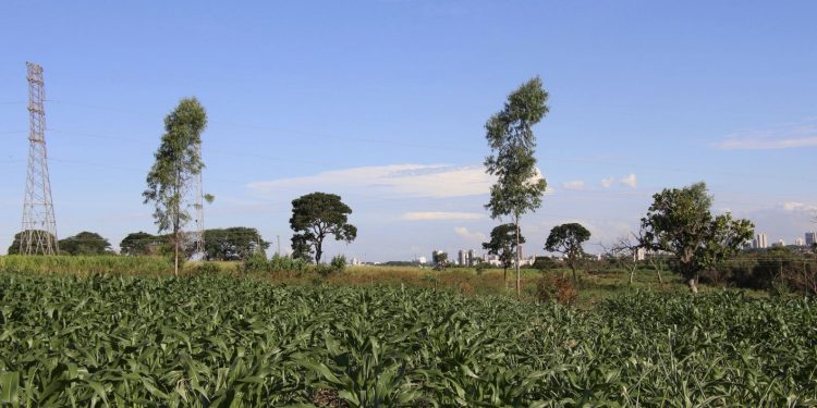 Epamig pesquisa de produção visando a redução de impactos sobre o meio ambiente